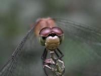 Image of: Libellulidae (common skimmers)