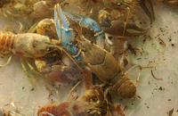 Image of: Orconectes virilis (virile crayfish), Orconectes rusticus (rusty crayfish)