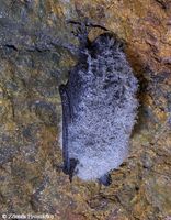 Myotis mystacinus - Whiskered Bat