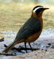 Image of: Cossypha heuglini (white-browed robin-chat)