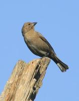 Image of: Molothrus bonariensis (shiny cowbird)