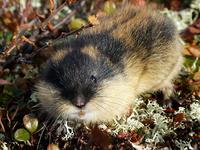 Lemmus lemmus - Norway Lemming