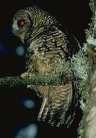 Image of: Strix occidentalis (spotted owl)