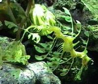Image of: Phyllopteryx eques (leafy seadragon)