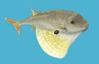 Image of: Triodon macropterus (threetooth puffer)