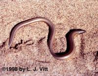 Image of: Anniella pulchra (California legless lizard)