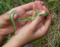 Image of: Liochlorophis vernalis (smooth green snake)