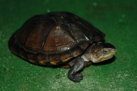 Kinosternon leucostomum - White-lipped Mud Turtle