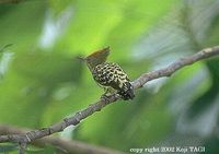 Grey-and-buff Woodpecker - Hemicircus concretus