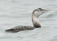 Yellow-billed Loon - Gavia adamsii