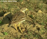 Eurasian Thick-knee - Burhinus oedicnemus