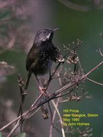 Hill Prinia - Prinia atrogularis