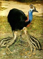 Southern Cassowary - Casuarius casuarius