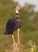 Southern Screamer - Chauna torquata