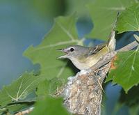 Bell's Vireo (Vireo bellii) photo