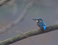 Common Kingfisher (Alcedo atthis) photo