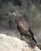 Common Buzzard (Buteo buteo) photo