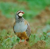 Red-legged Partridge (Alectoris rufa) photo