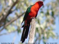 Australian King-Parrot - Alisterus scapularis