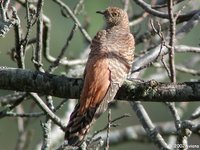 Common Cuckoo - Cuculus canorus