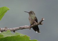 Scaly-breasted Hummingbird - Phaeochroa cuvierii