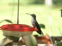 Gray-breasted Sabrewing - Campylopterus largipennis