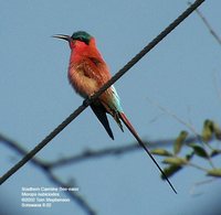 Southern Carmine Bee-eater - Merops nubicoides