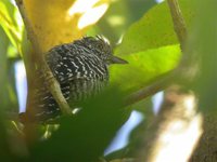 Barred Antshrike - Thamnophilus doliatus