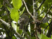 Golden-faced Tyrannulet - Zimmerius chrysops