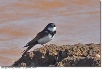 Black-collared Swallow - Atticora melanoleuca