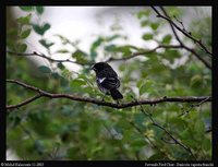 Pied Bushchat - Saxicola caprata