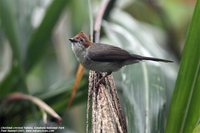 Chestnut-crested Yuhina - Yuhina everetti