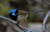 Variegated Fairywren - Malurus lamberti