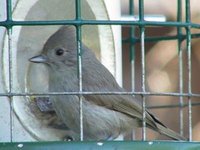 Oak Titmouse - Baeolophus inornatus