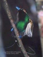 Magnificent Bird-of-paradise - Cicinnurus magnificus