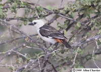 White-headed Buffalo-Weaver - Dinemellia dinemelli