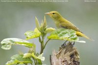 Rufous-headed Tanager - Hemithraupis ruficapilla