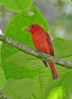 Summer Tanager - Piranga rubra