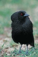 Bronzed Cowbird - Molothrus aeneus