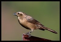 Shiny Cowbird - Molothrus bonariensis