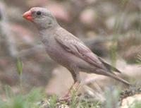 Trumpeter Finch