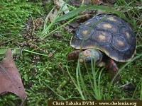 Jabuti, Red-footed tortoise (Geochelone carbonaria)