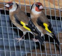 European Goldfinches