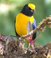 * Orange Bellied Euphonia