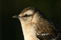 *NEW* Chalk-browed Mockingbird