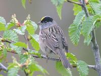 Gold Crowned Sparrow