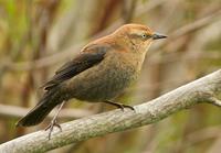 Rusty Blackbird