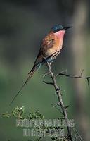 Carmine bee eater , Merops nubicoides , Hwange National Park , Zimbabwe stock photo