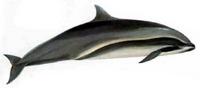 Fraser's dolphin