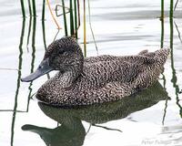 Freckled Duck female